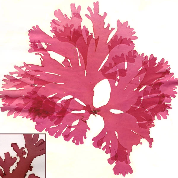 Gwymon Hardd y Gwyntyll