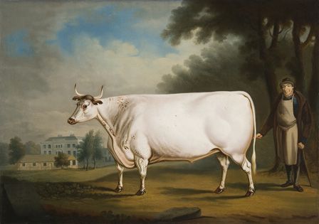 The White Ox on Nannau 1824 (oil on canvas)