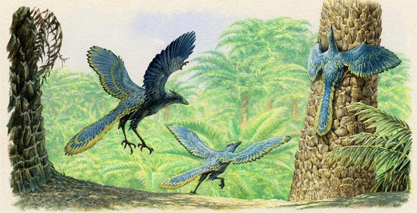 Darlun o dri Archaeopteryx mewn coedwig gynhanesyddol: un yn hedfan yn agos at y ddaear, un arall yn lansio oddi ar y ddaear a'r trydydd yn dringo coeden.