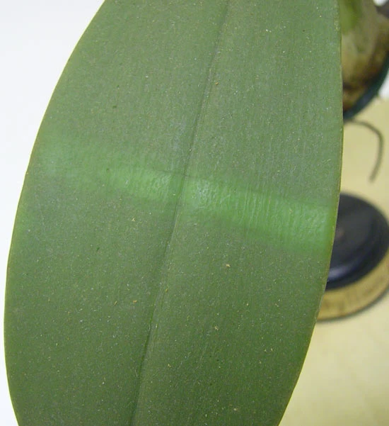 <em>Vanda coerulea</em> Griff. ex Lindl. Golwg fanylach ar ddail wedi'u difrodi cyn y gwaith cadwraeth.