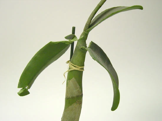 <em>Bulbophyllum grandiflorum</em> Blume. Deilen yn dangos lle mae llwch wedi cael ei waredu