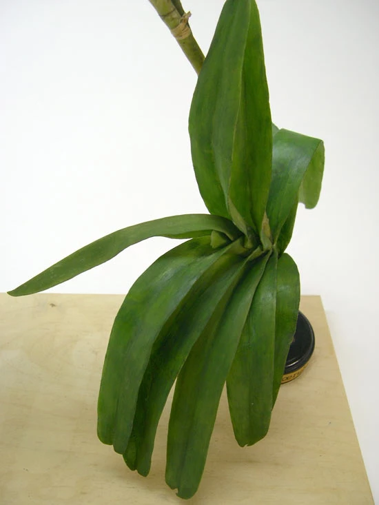 <em>Vanda coerulea</em> Griff. ex Lindl. Modelau wedi'r gwaith cadwraeth. 