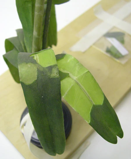 <em>Caularthron bicornutum</em> (Hook.) Raf. Rhan o'r model cyn y gwaith cadwraeth.