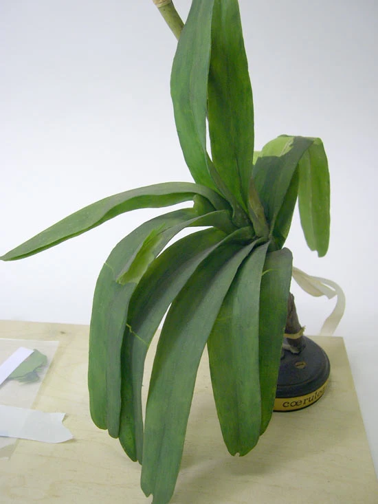 <em>Vanda coerulea</em> Griff. ex Lindl. Modelau cyn gwaith cadwraeth. 