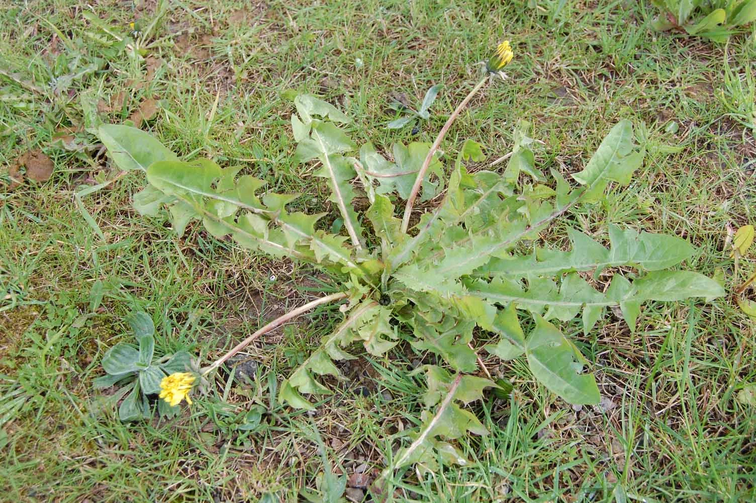 <em>Taraxacum aberrans</em> Hagend., Soest & Zevenb.
