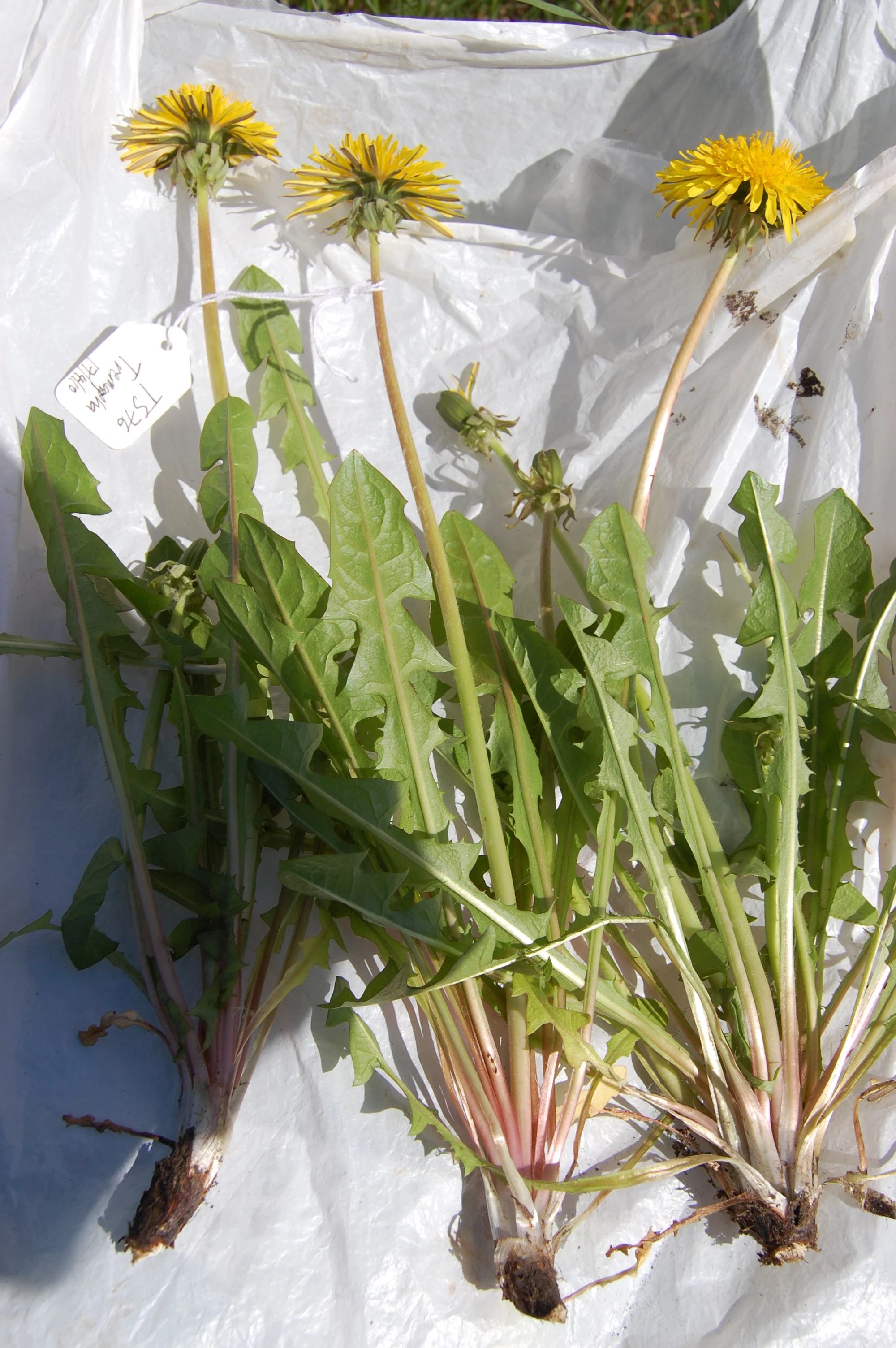 <em>Taraxacum adiantifrons</em> Ekman ex Dahlst.