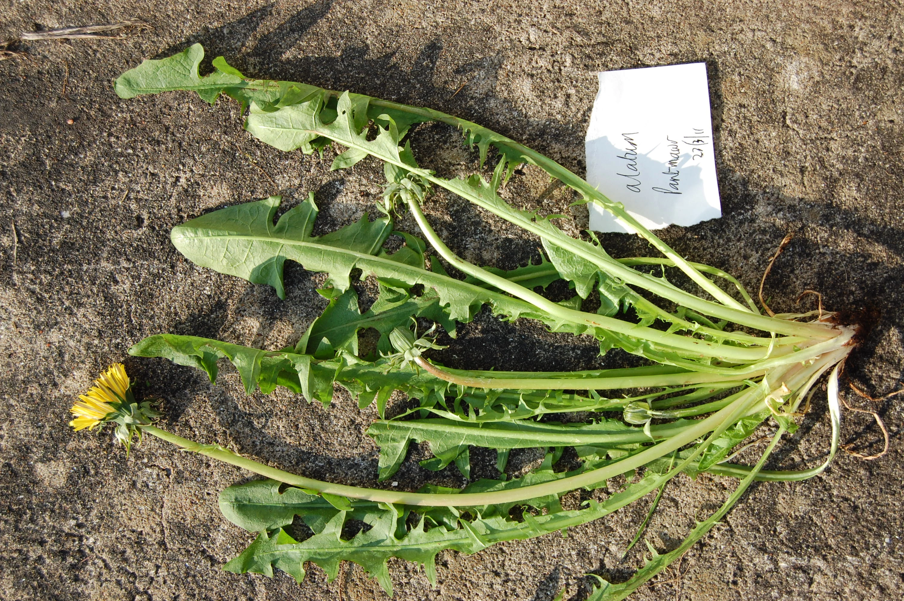 <em>Taraxacum alatum</em> H.Lindb.