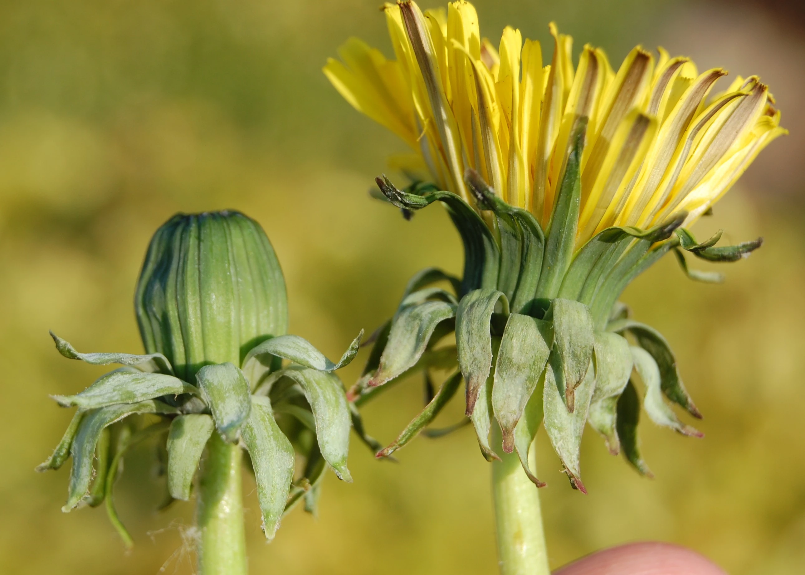 <em>Taraxacum alatum</em> H.Lindb.