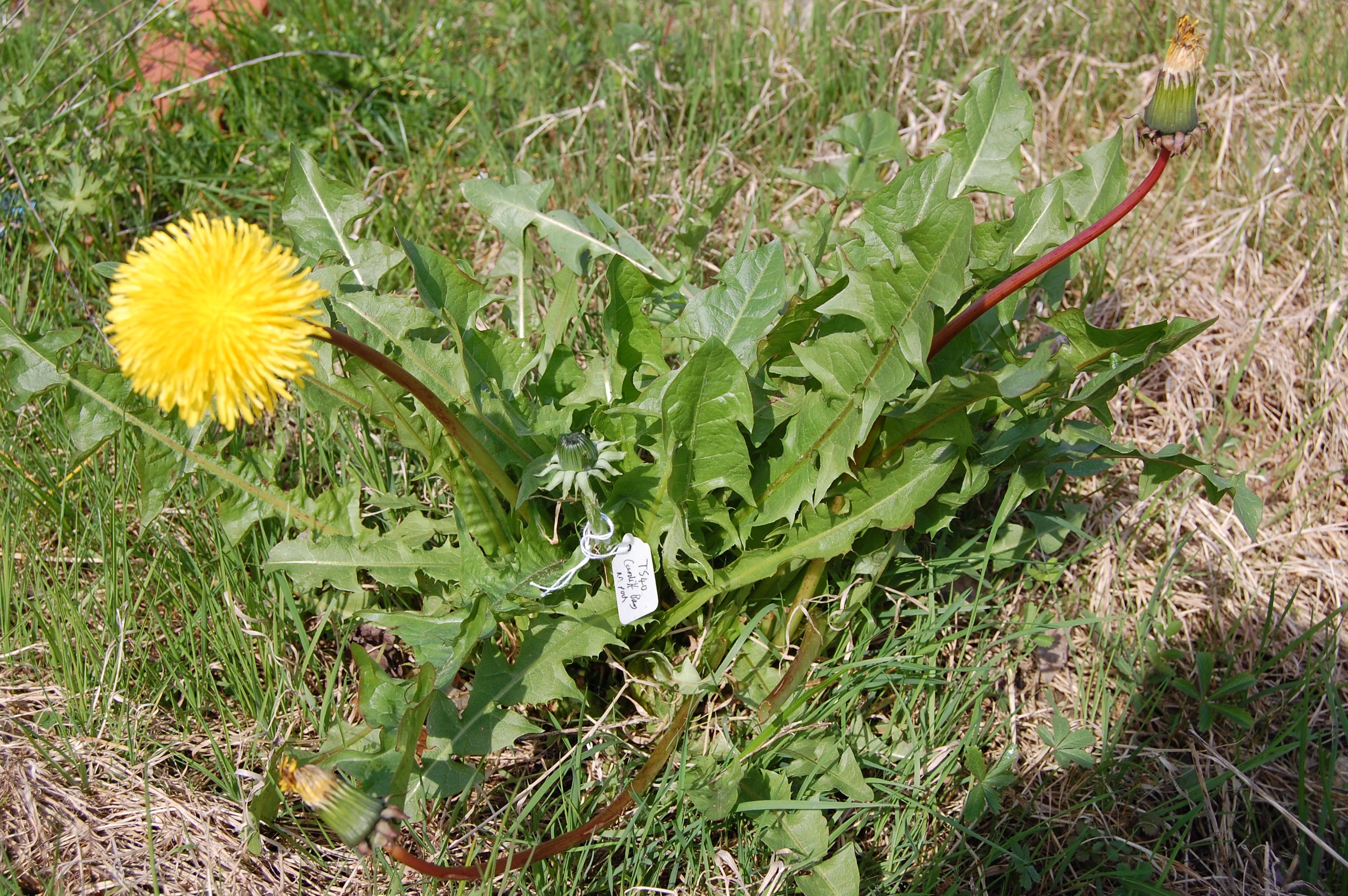<em>Taraxacum anceps</em> H.Øllg.