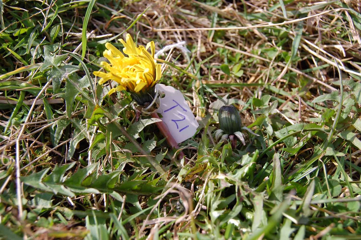 <em>Taraxacum angustisquameum</em> Dahlst. ex H.Linb.