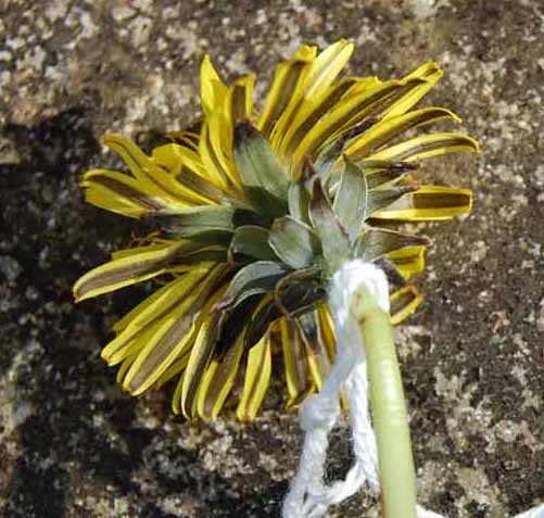 <em>Taraxacum bracteatum</em> Dahlst.