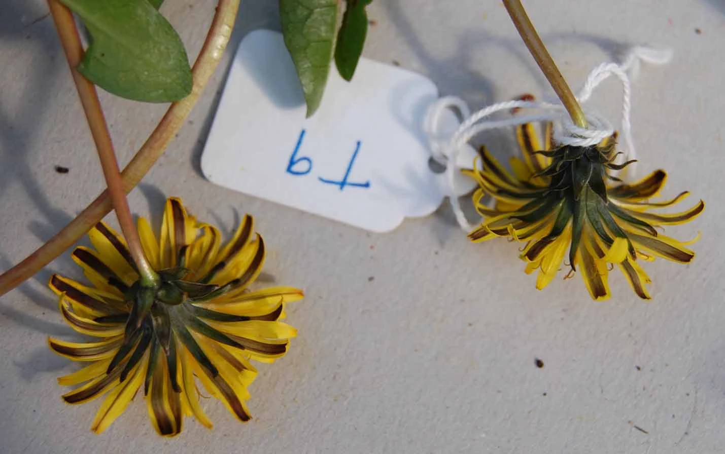 <em>Taraxacum britannicum</em> Dahlst.