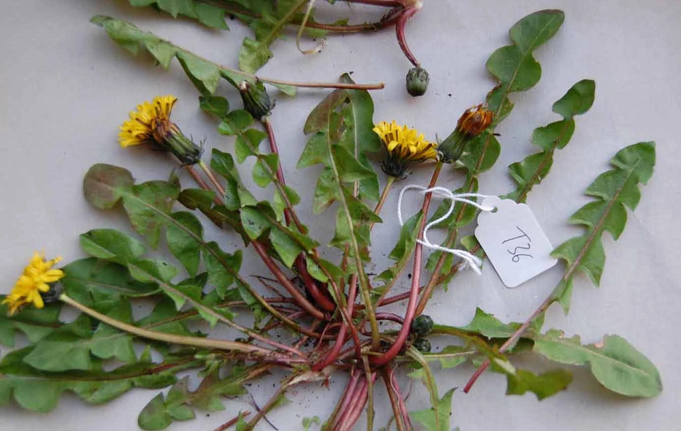 <em>Taraxacum britannicum</em> Dahlst.