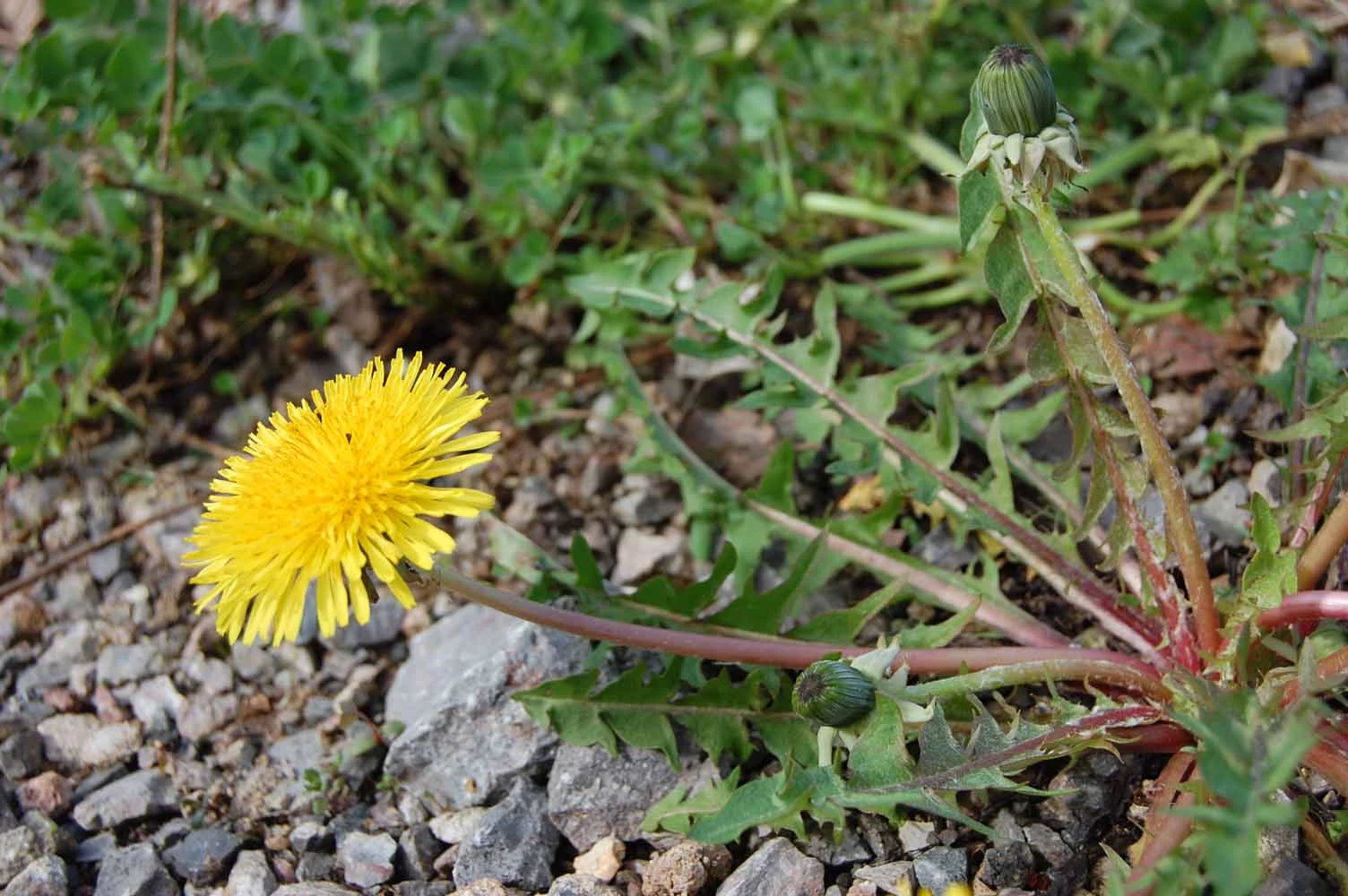 <em>Taraxacum caloschistum</em> Dahlst.