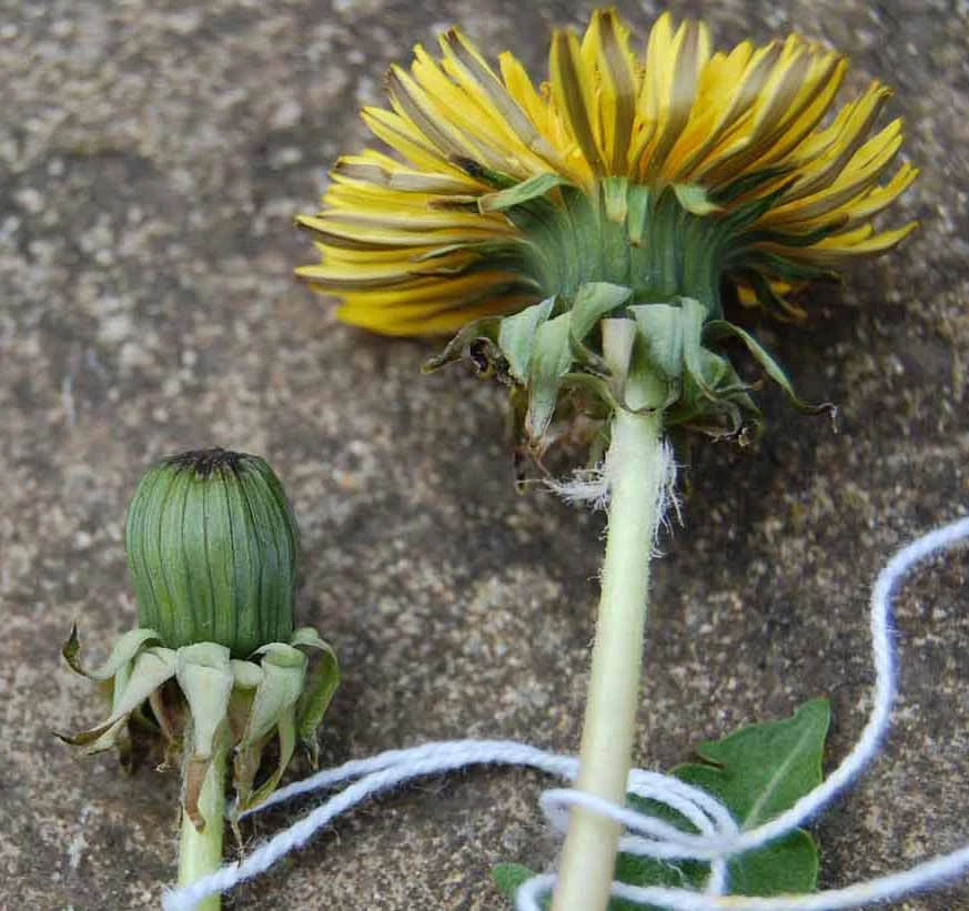 <em>Taraxacum caloschistum</em> Dahlst.