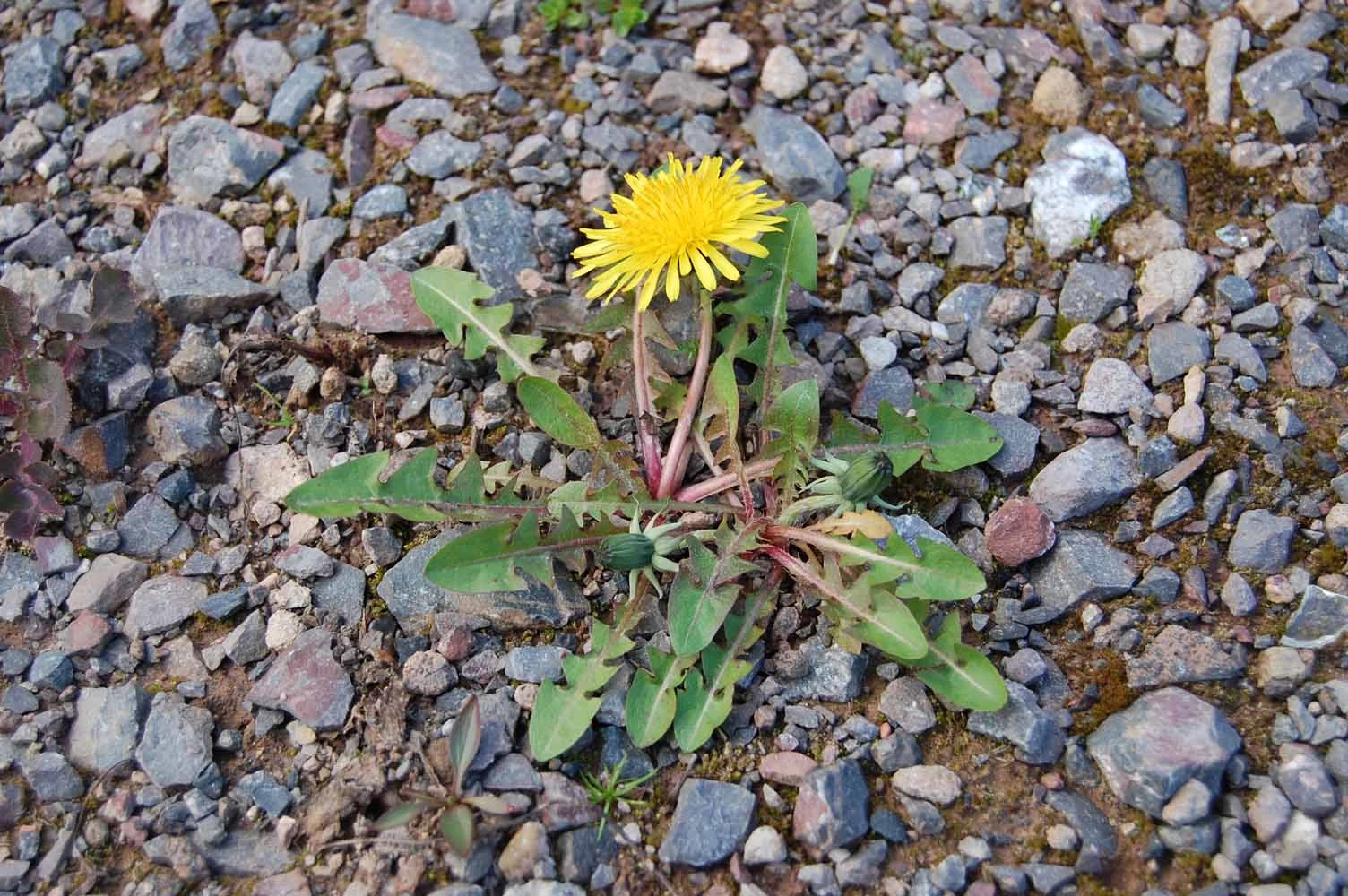 <em>Taraxacum caloschistum</em> Dahlst.