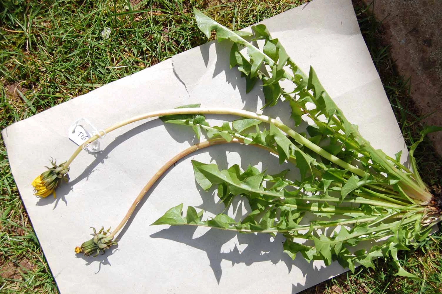 <em>Taraxacum coartatum</em> G.E.Haglund