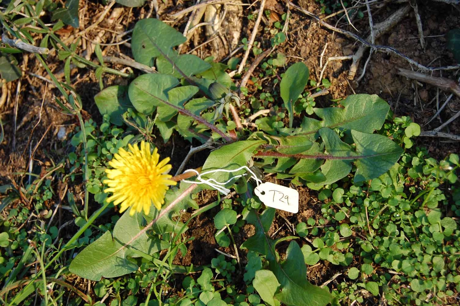 <em>Taraxacum cophocentrum</em> Dahlst.