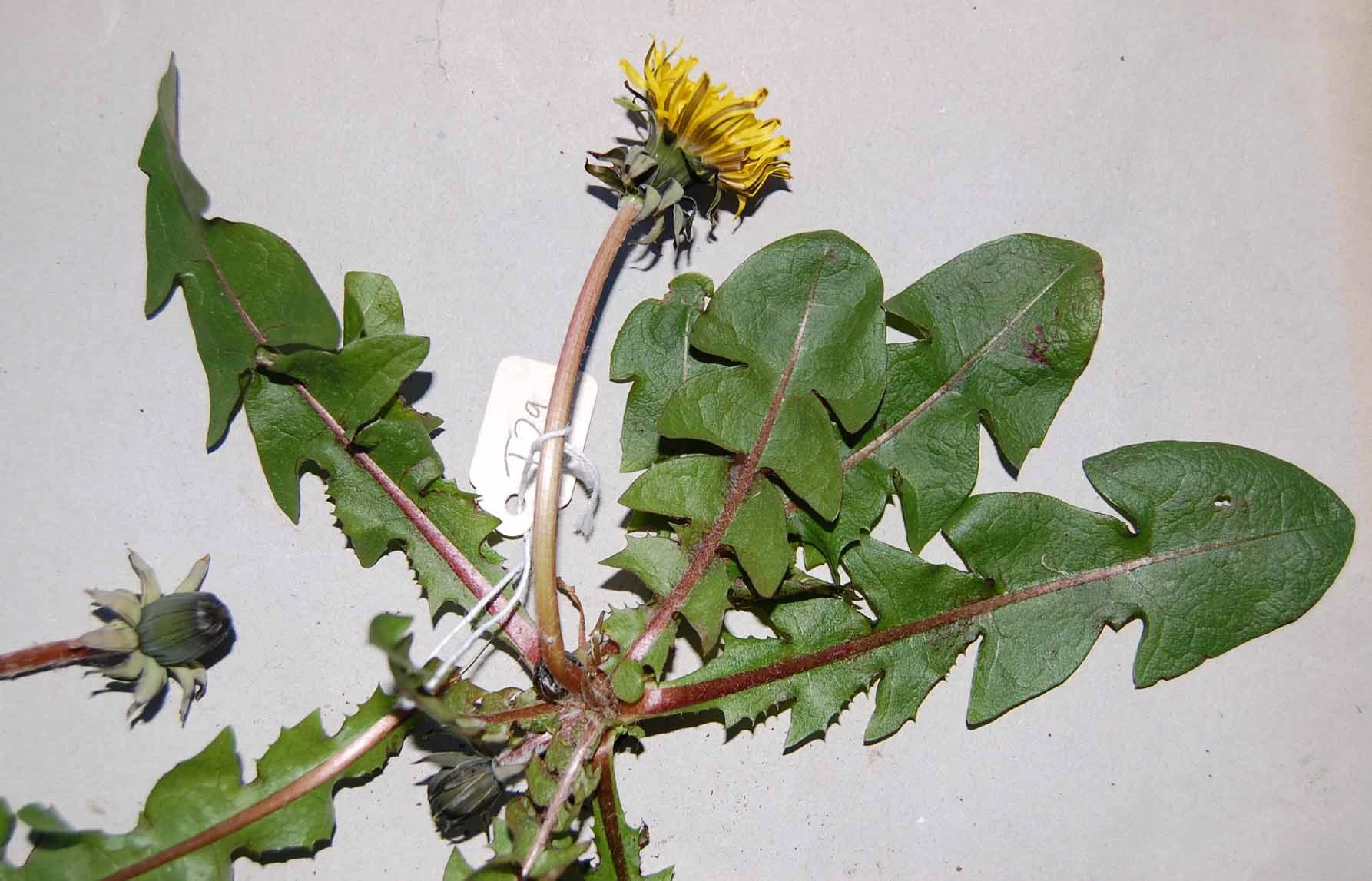 <em>Taraxacum cophocentrum</em> Dahlst.
