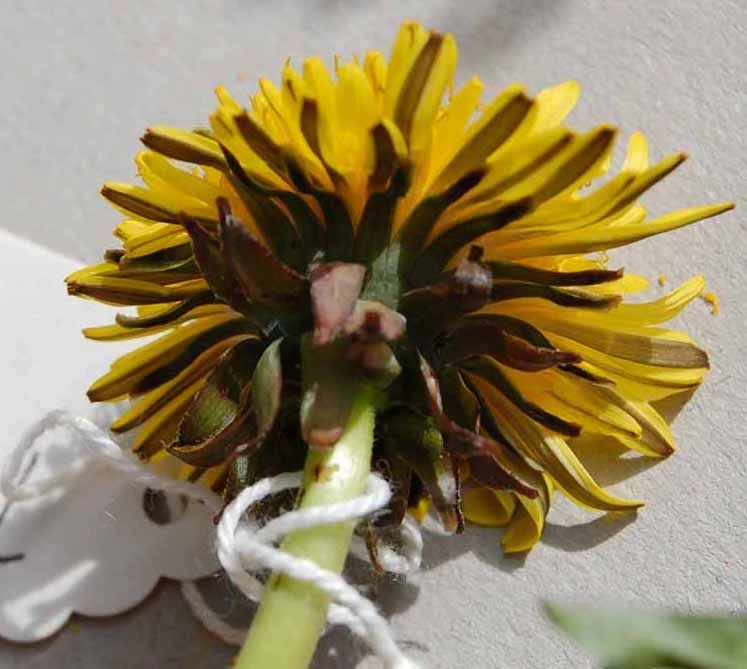 <em>Taraxacum densilobum</em> Dahlst.