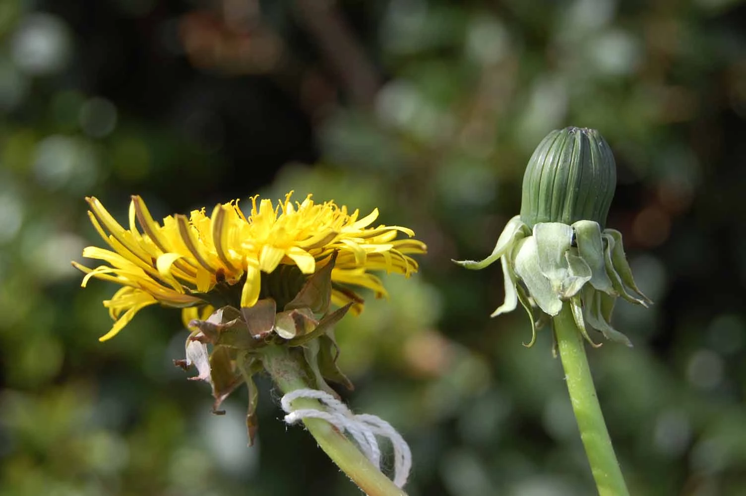 <em>Taraxacum densilobum</em> Dahlst.