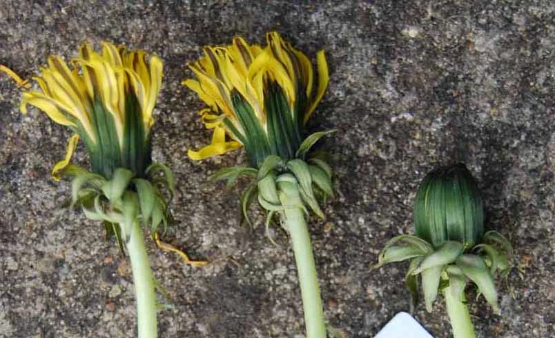 <em>Taraxacum dilatatum</em> H.Lindb.