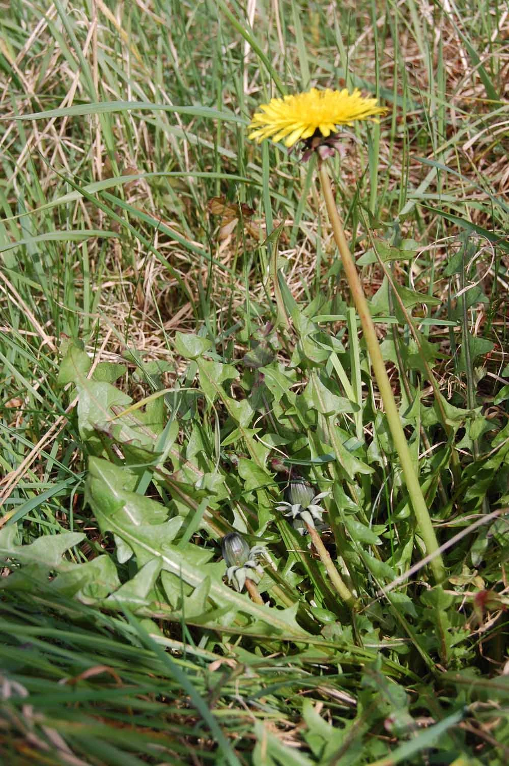 <em>Taraxacum duplidentifrons</em> Dahlst.