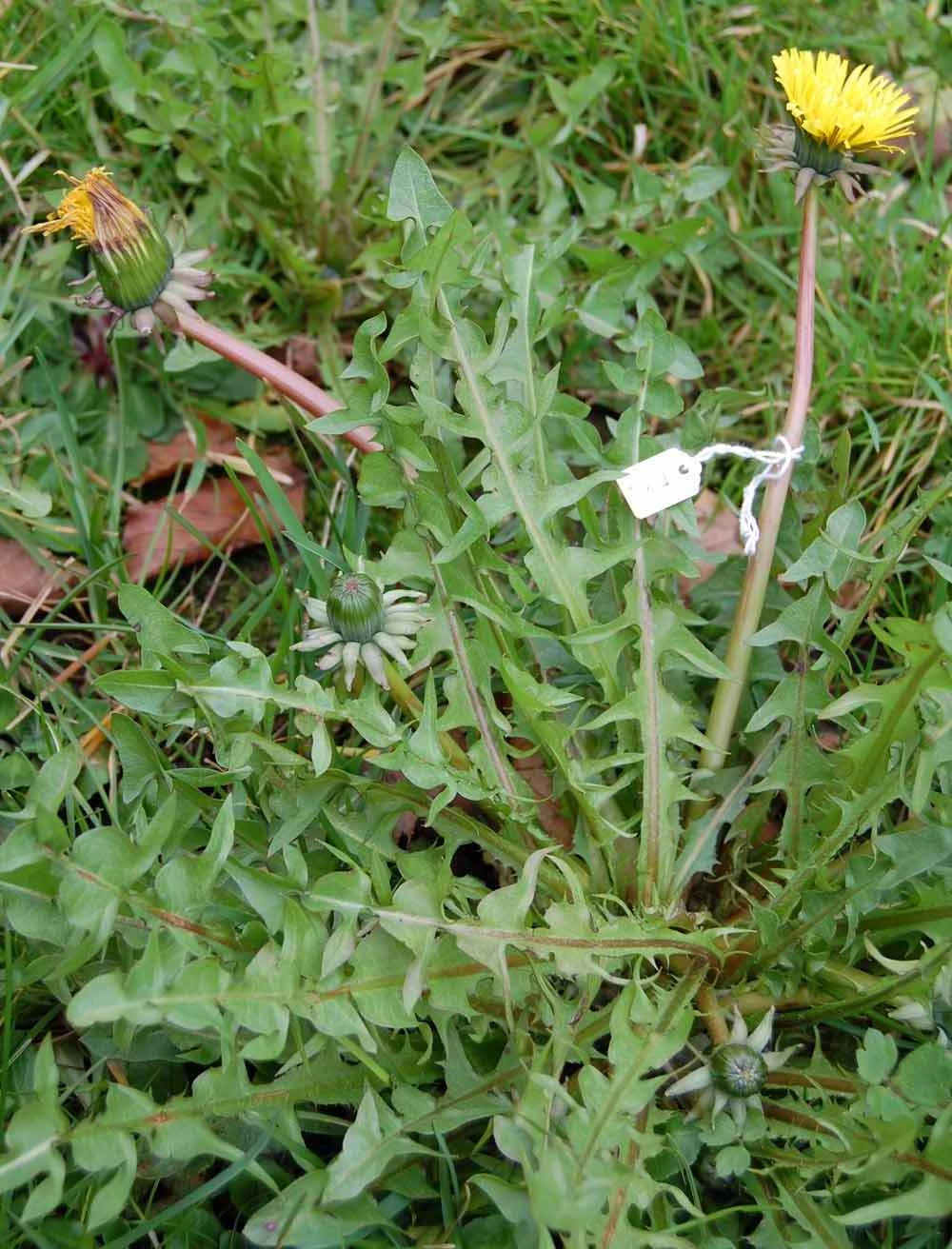 <em>Taraxacum edmondsonianum</em> H. Øllg. in Dudman & A. J. Richards