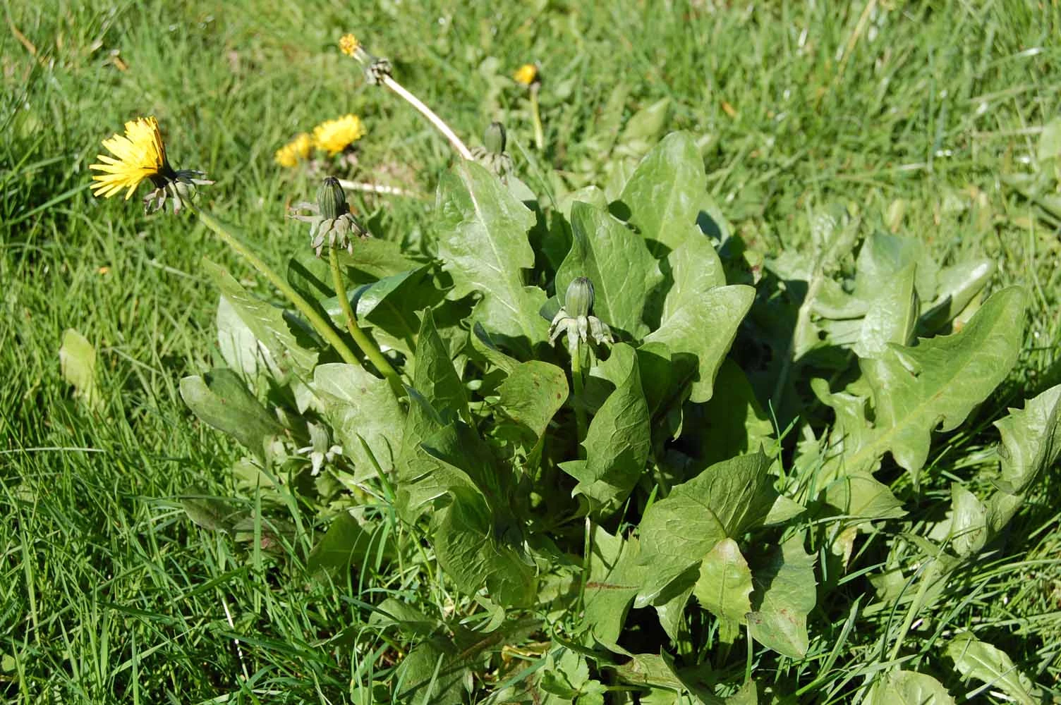 <em>Taraxacum ekmanii</em> Dahlst.