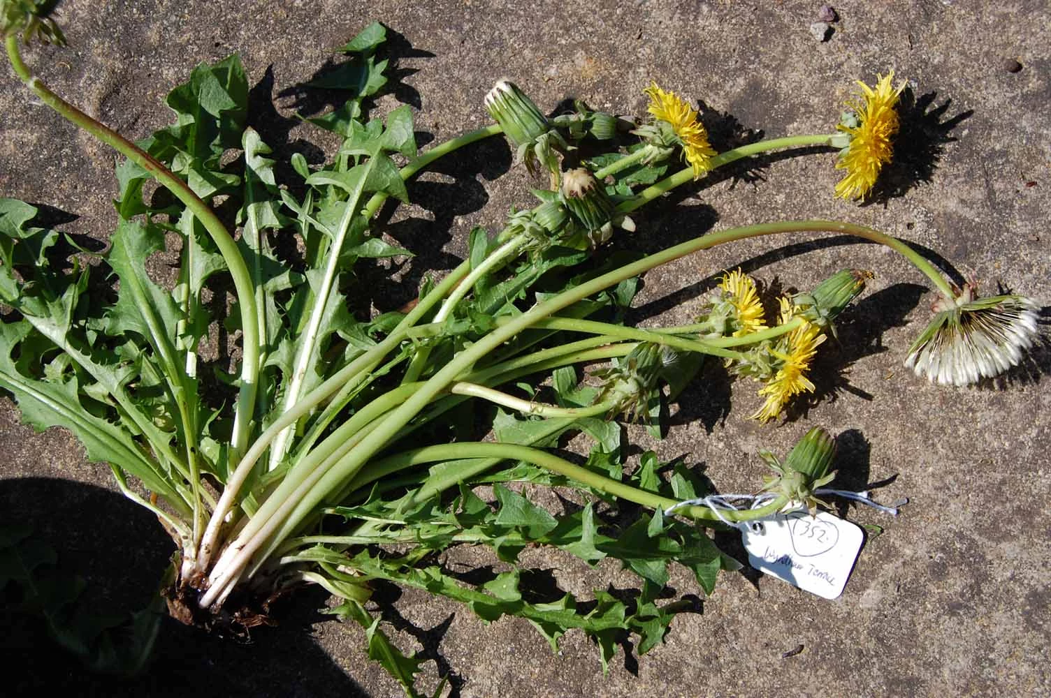 <em>Taraxacum expallidiforme</em> Dahlst.