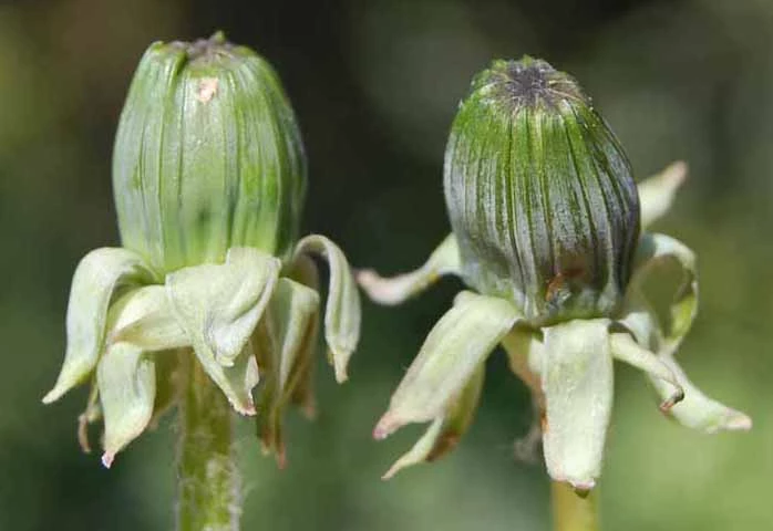 <em>Taraxacum expallidiforme</em> Dahlst.