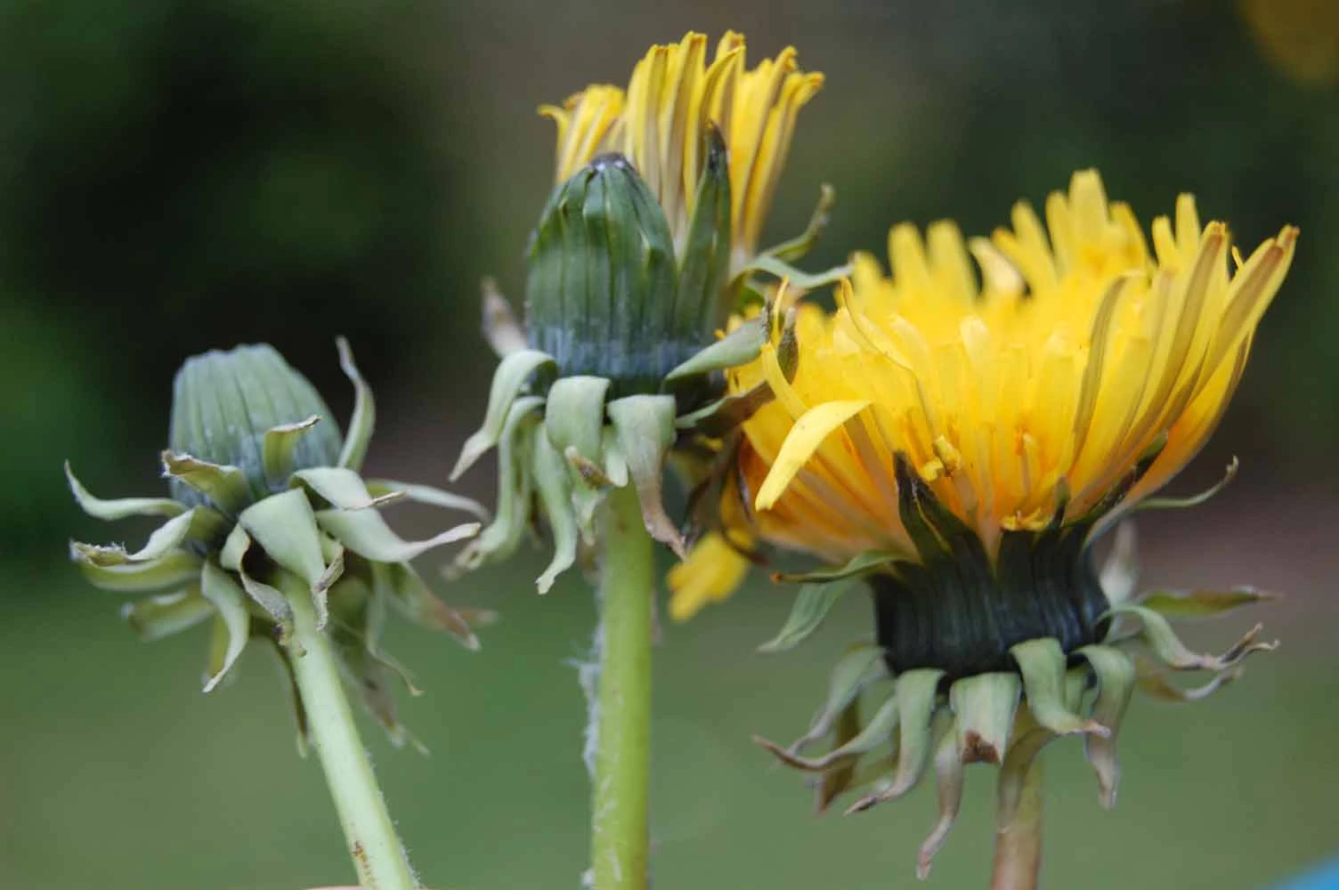 <em>Taraxacum fasciatum</em> Dahlst.