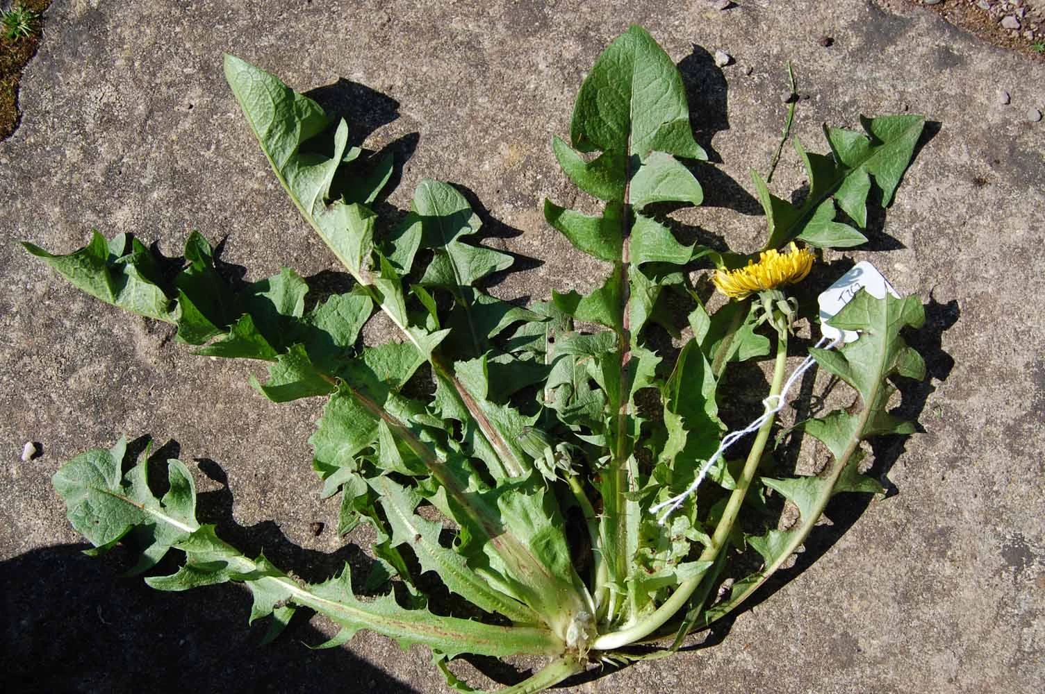 <em>Taraxacum fasciatum</em> Dahlst.
