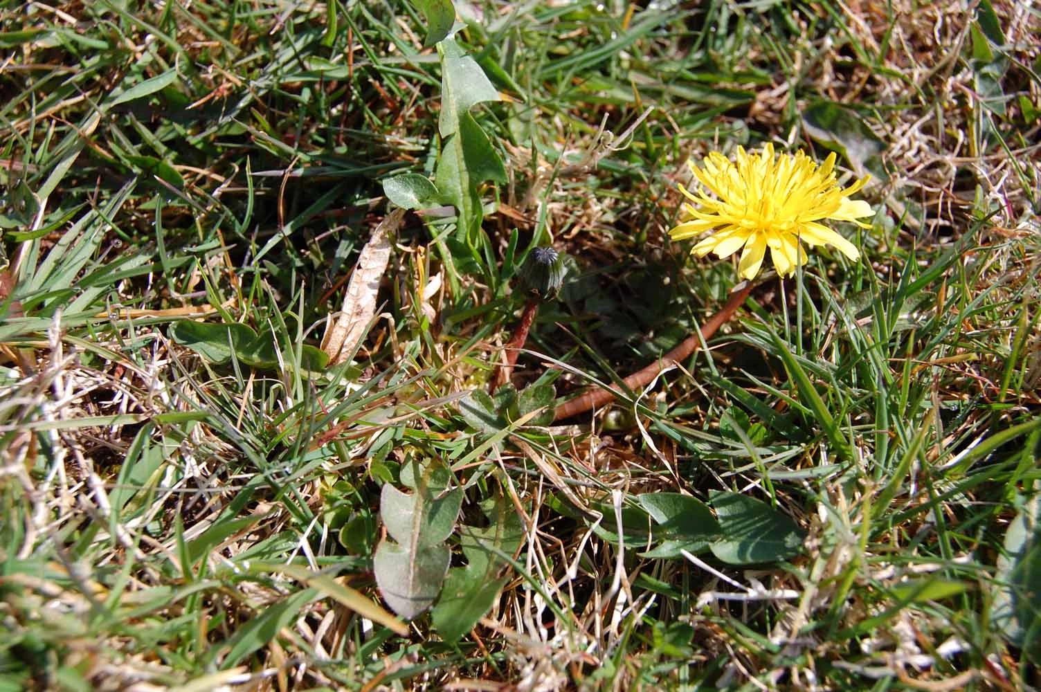 <em>Taraxacum gelertii</em> Raunk.