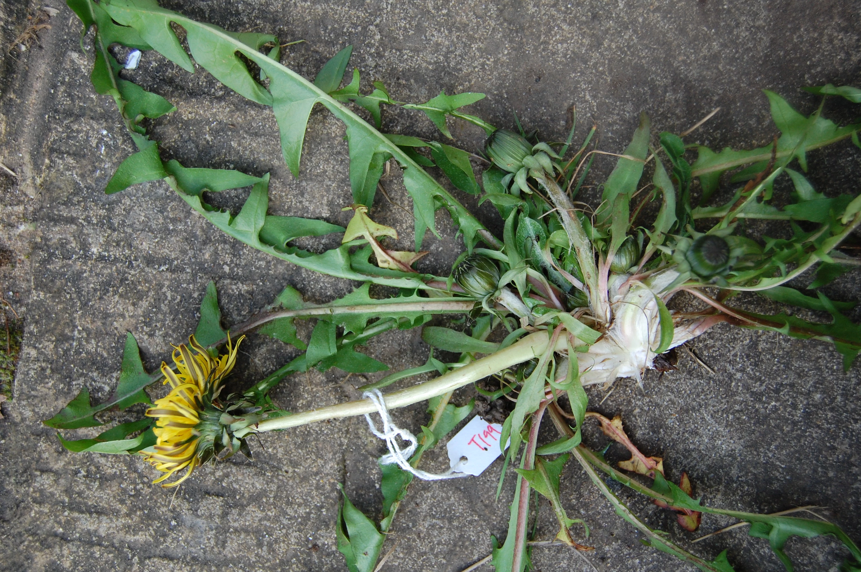 <em>Taraxacum hamatiforme</em> Dahlst. in Lindm.