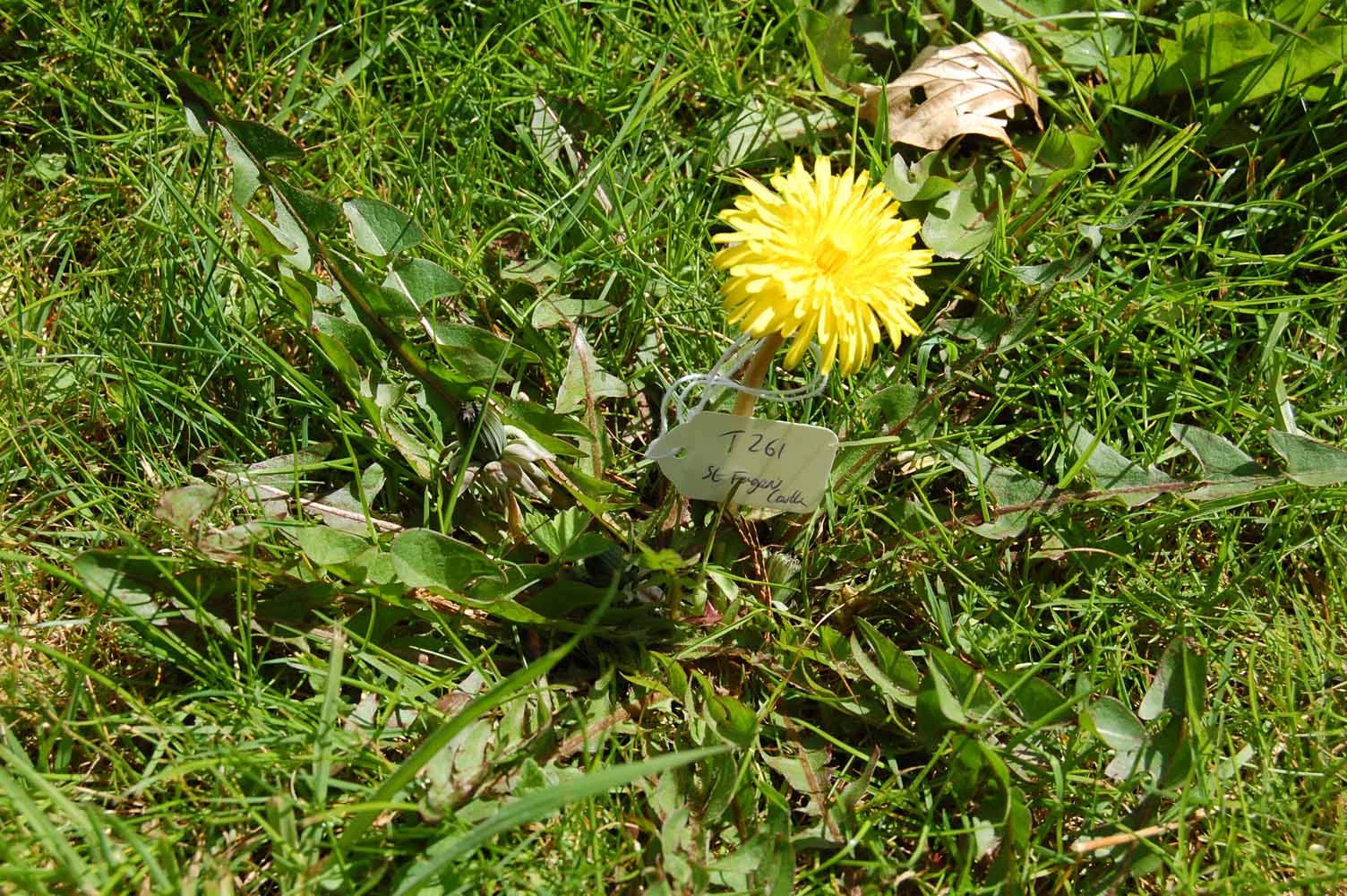 <em>Taraxacum hamatulum</em> Hagend., Soest & Zevenb.