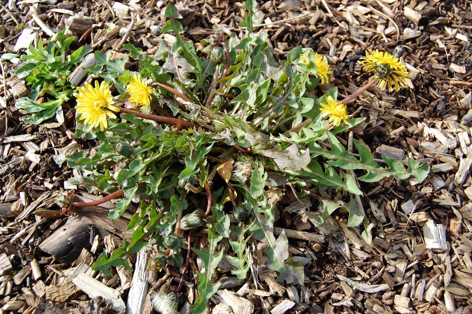 <em>Taraxacum hamatum</em> Raunk.