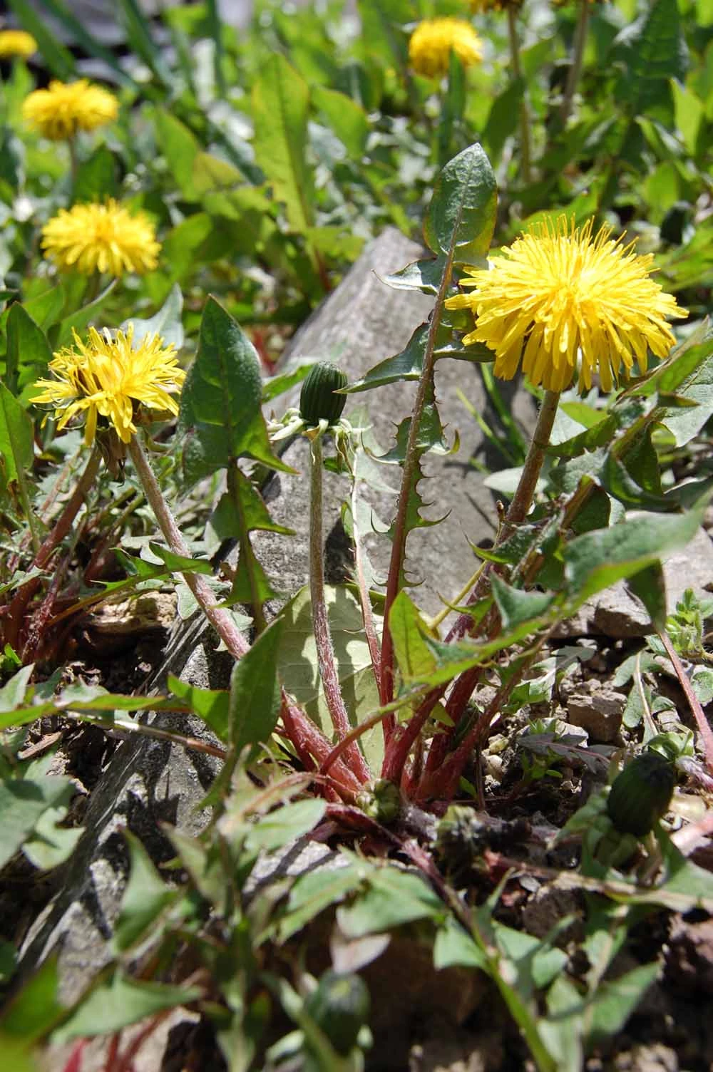 <em>Taraxacum hepaticum</em> Rail.