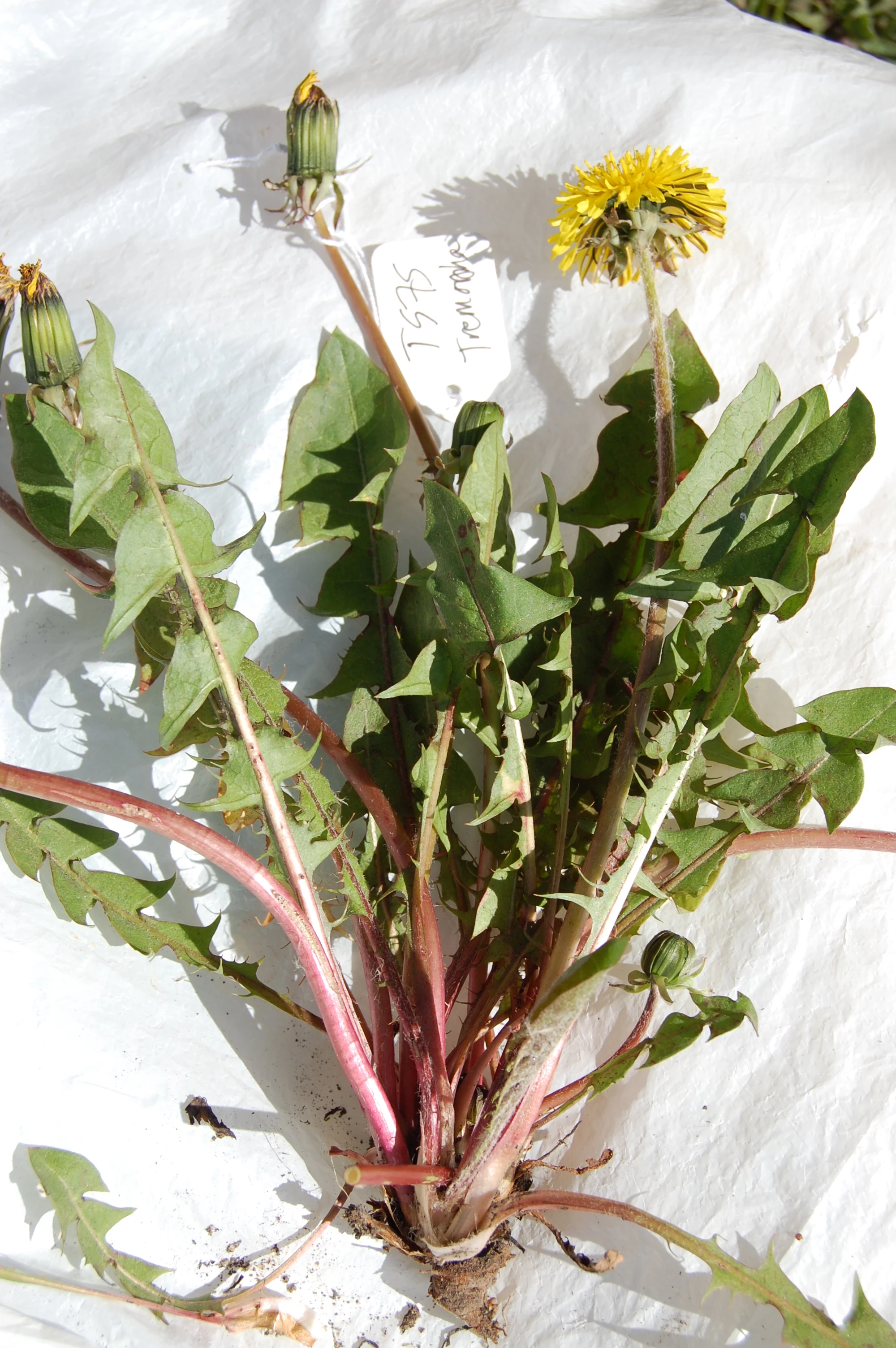 <em>Taraxacum inane</em> A.J.Richards 