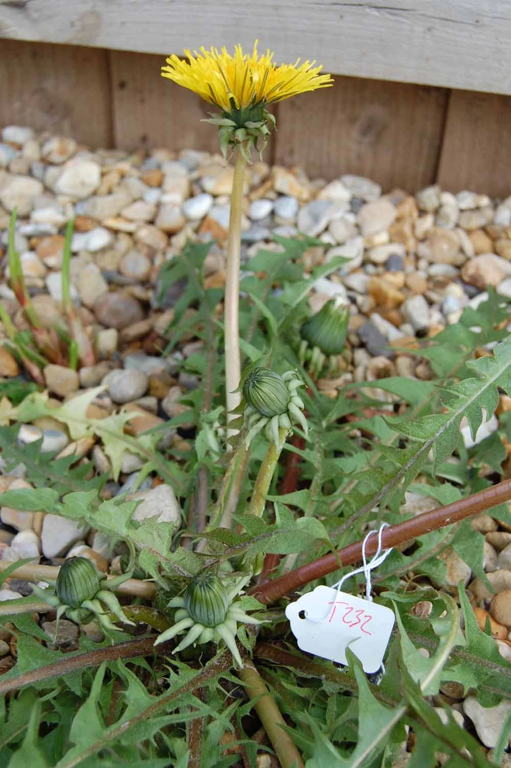 <em>Taraxacum interveniens</em> G.E.Haglund