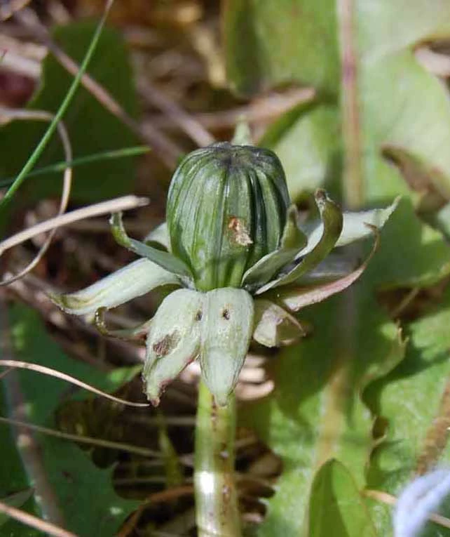 <em>Taraxacum laeticolor</em> Dahlst.