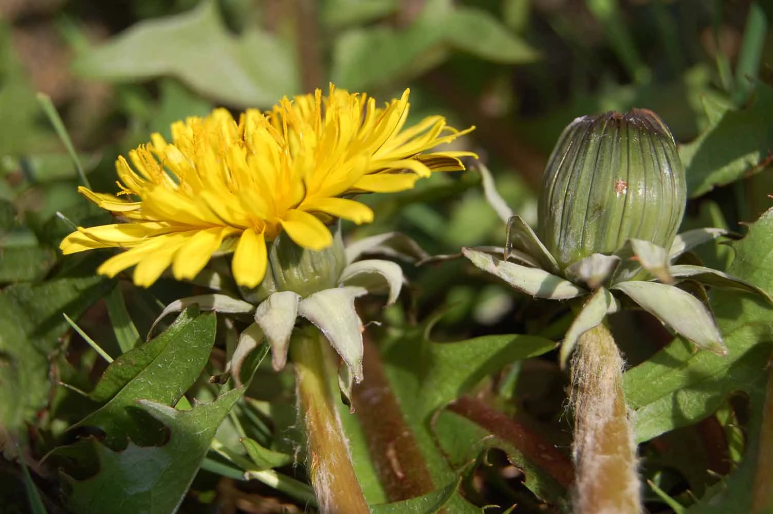 <em>Taraxacum lamprophyllum</em> M.P.Christ.