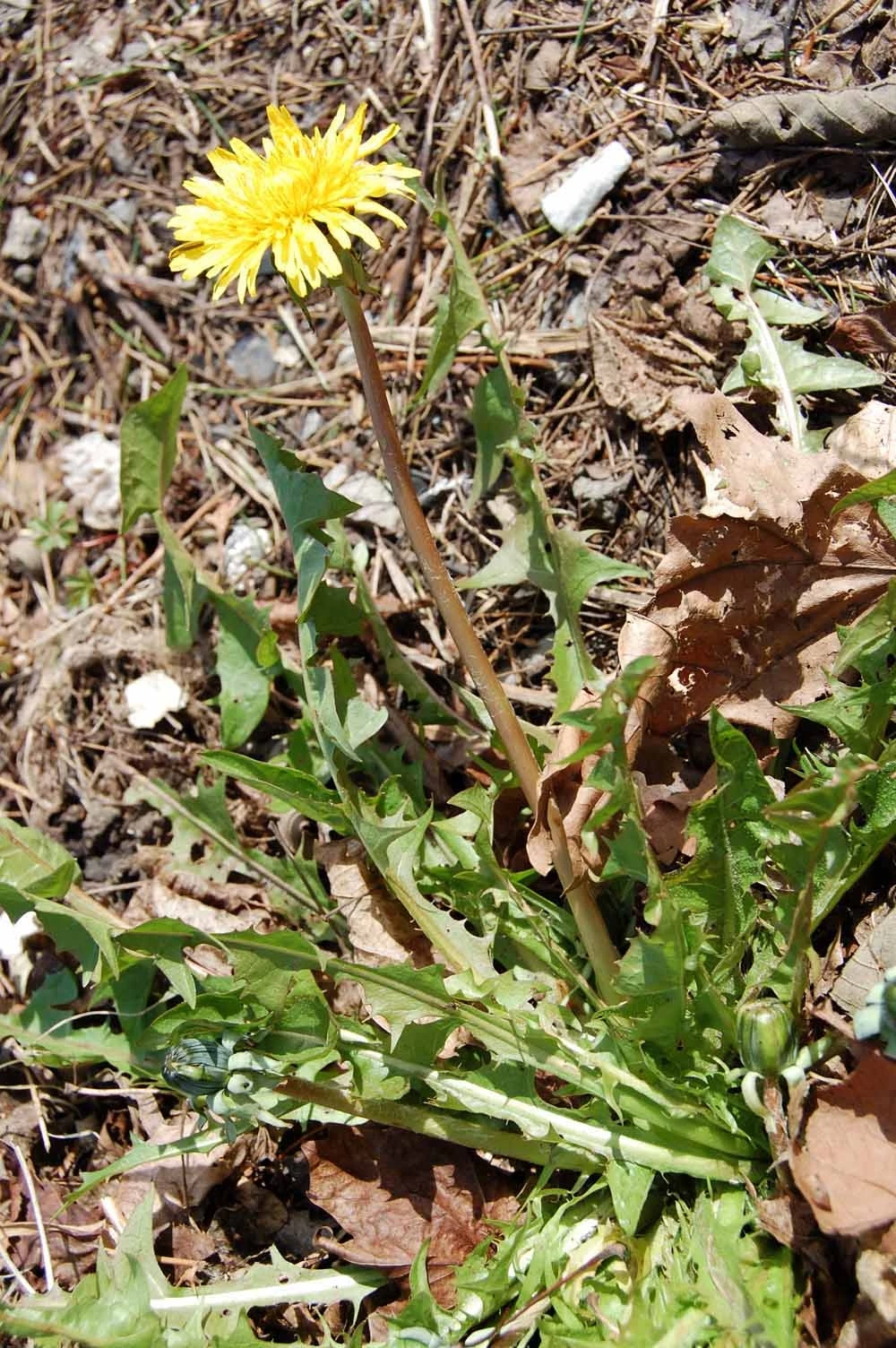 <em>Taraxacum lepidum </em> M.P.Christ.