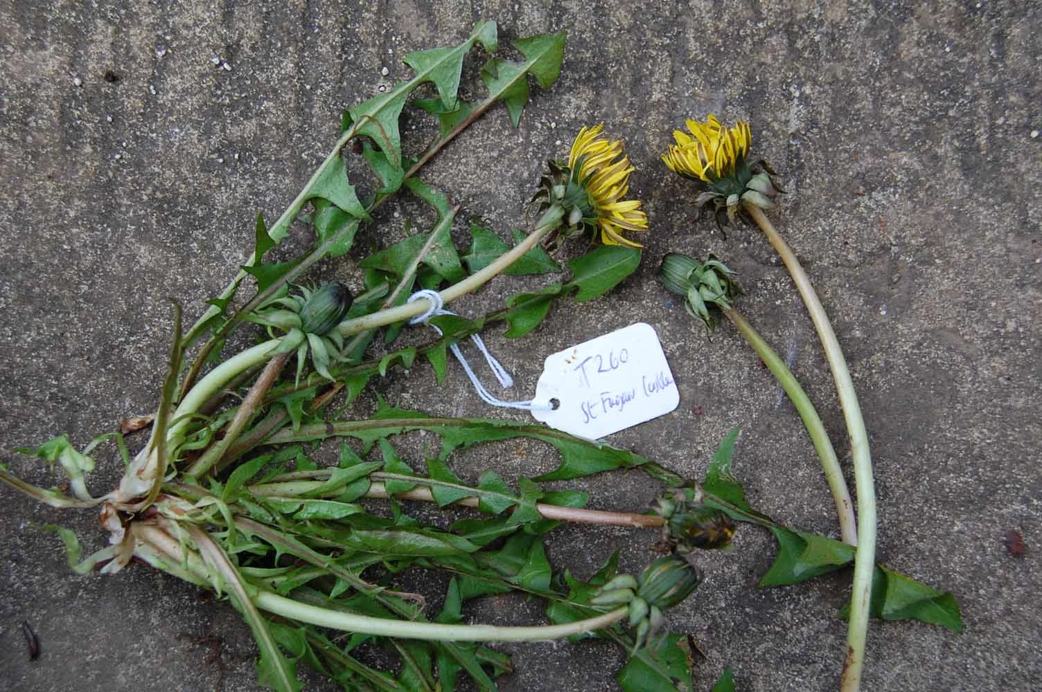 <em>Taraxacum lingulatum</em> Markl.