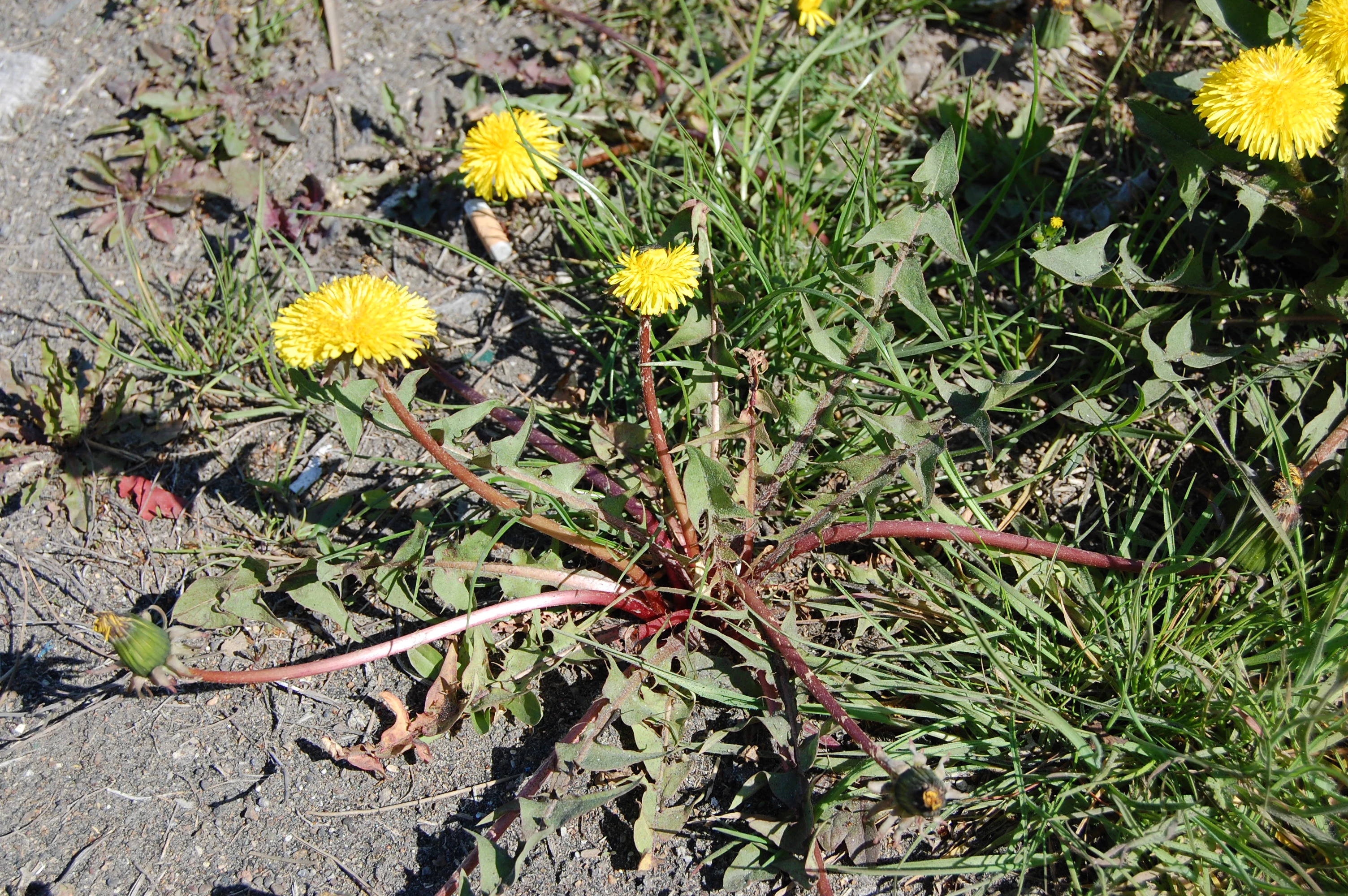 <em>Taraxacum longisquameum</em> H.Lindb.