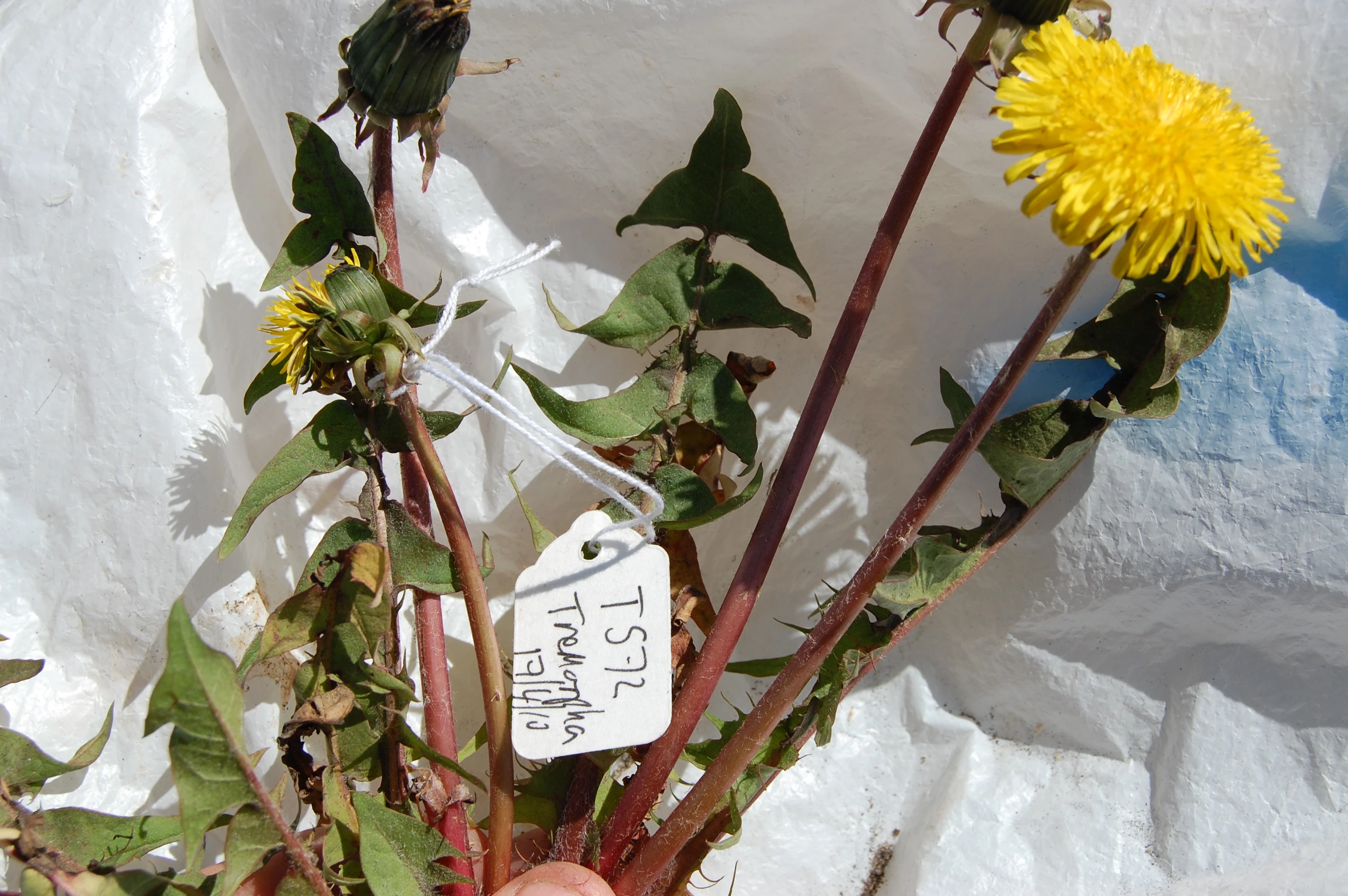 <em>Taraxacum longisquameum</em> H.Lindb.