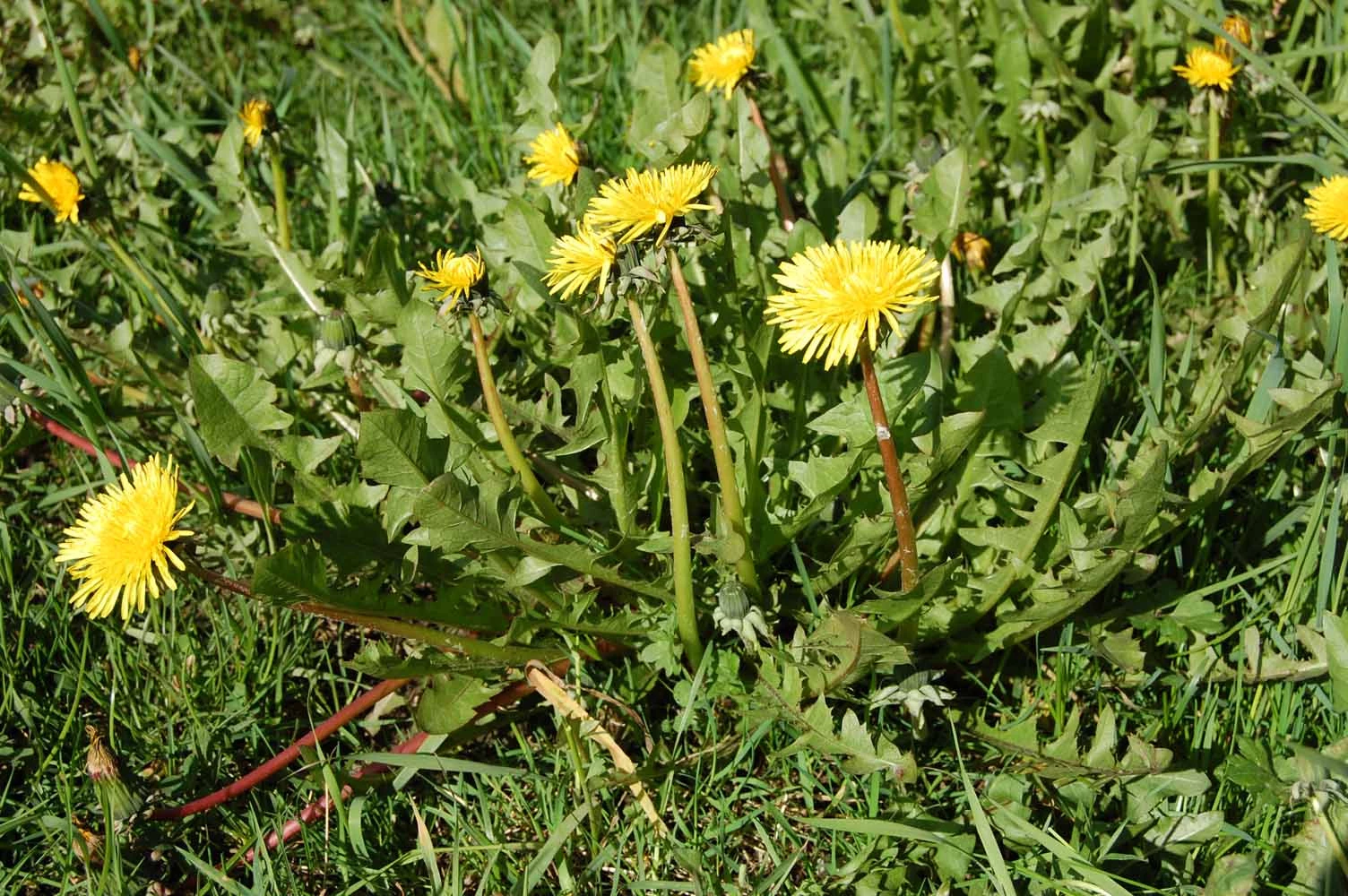 <em>Taraxacum nitidum</em> Hagend., Soest & Zevenb.