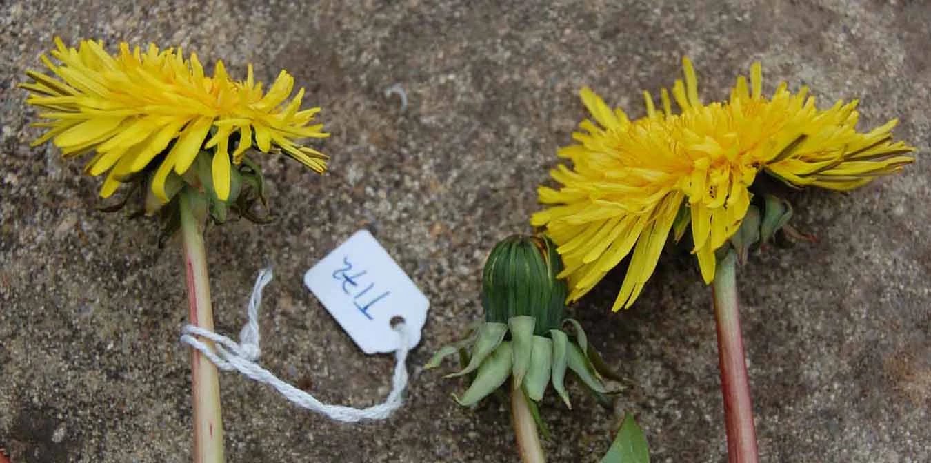 <em>Taraxacum nitidum</em> Hagend., Soest & Zevenb.