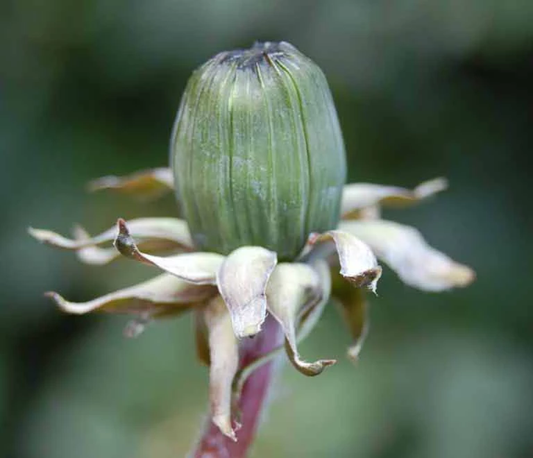 <em>Taraxacum nitidum</em> Hagend., Soest & Zevenb.