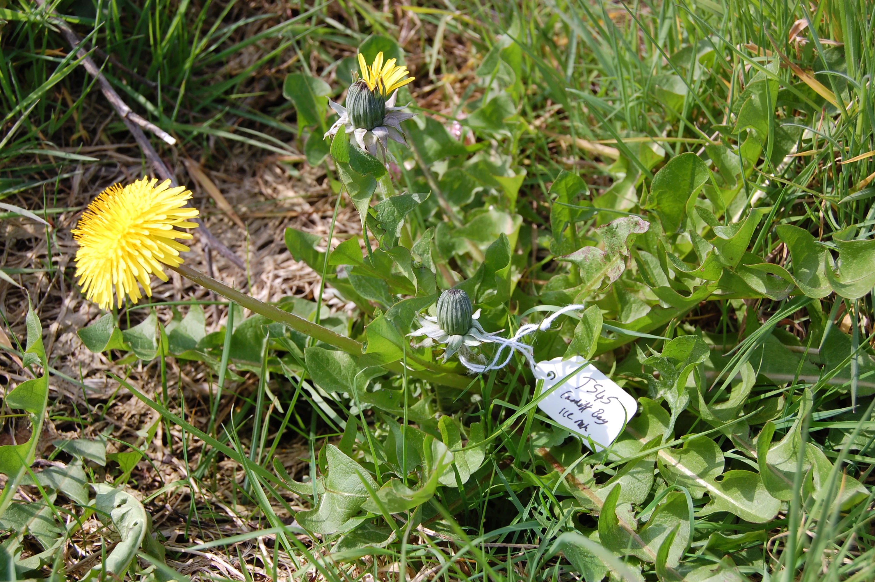 <em>Taraxacum obtusifrons</em> Markl.